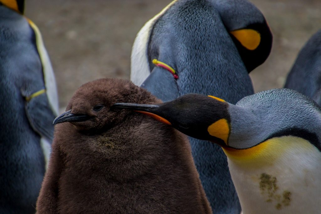 פינגווין בוגר נושק לפינגווין צעיר